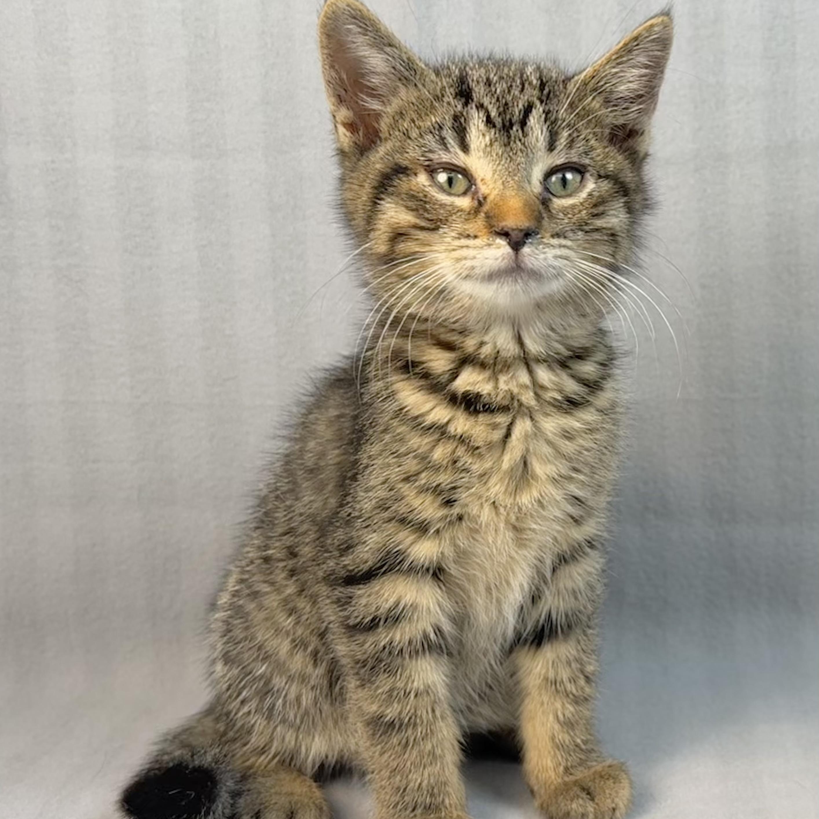 Enlarge Odie, an adoption pending Tabby in Minneapolis, MN image 1/2