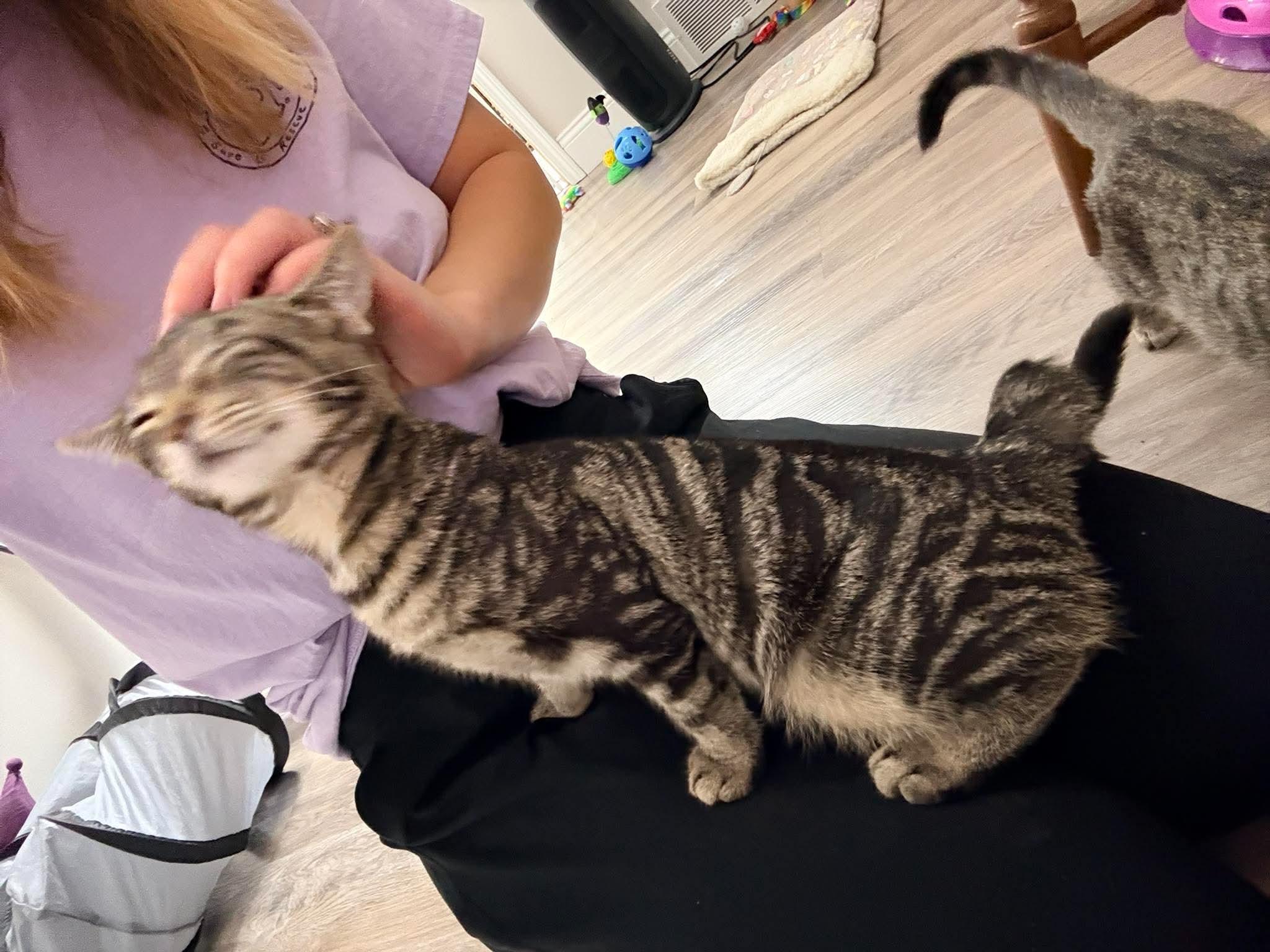Justine, Adopted, Young Female Domestic Short Hair.