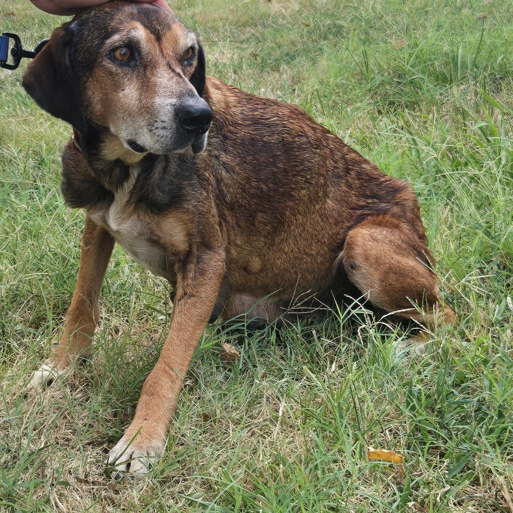 Enlarge Brahma Momma, a Adoptable Labrador Retriever in Pittsburg, KS image 1/2