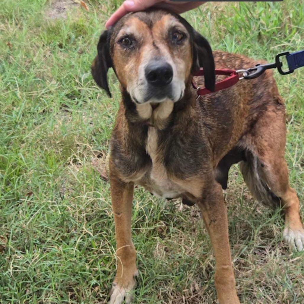 Enlarge Brahma Momma, a Adoptable Labrador Retriever in Pittsburg, KS image 2/2
