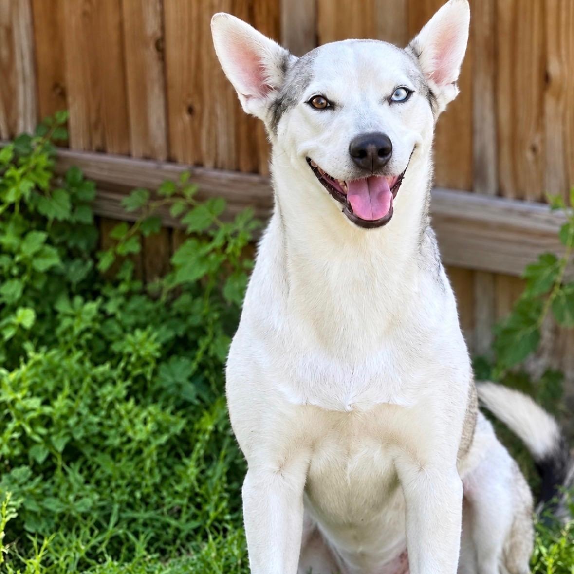 Nini, Adoptable, Young Female Siberian Husky.