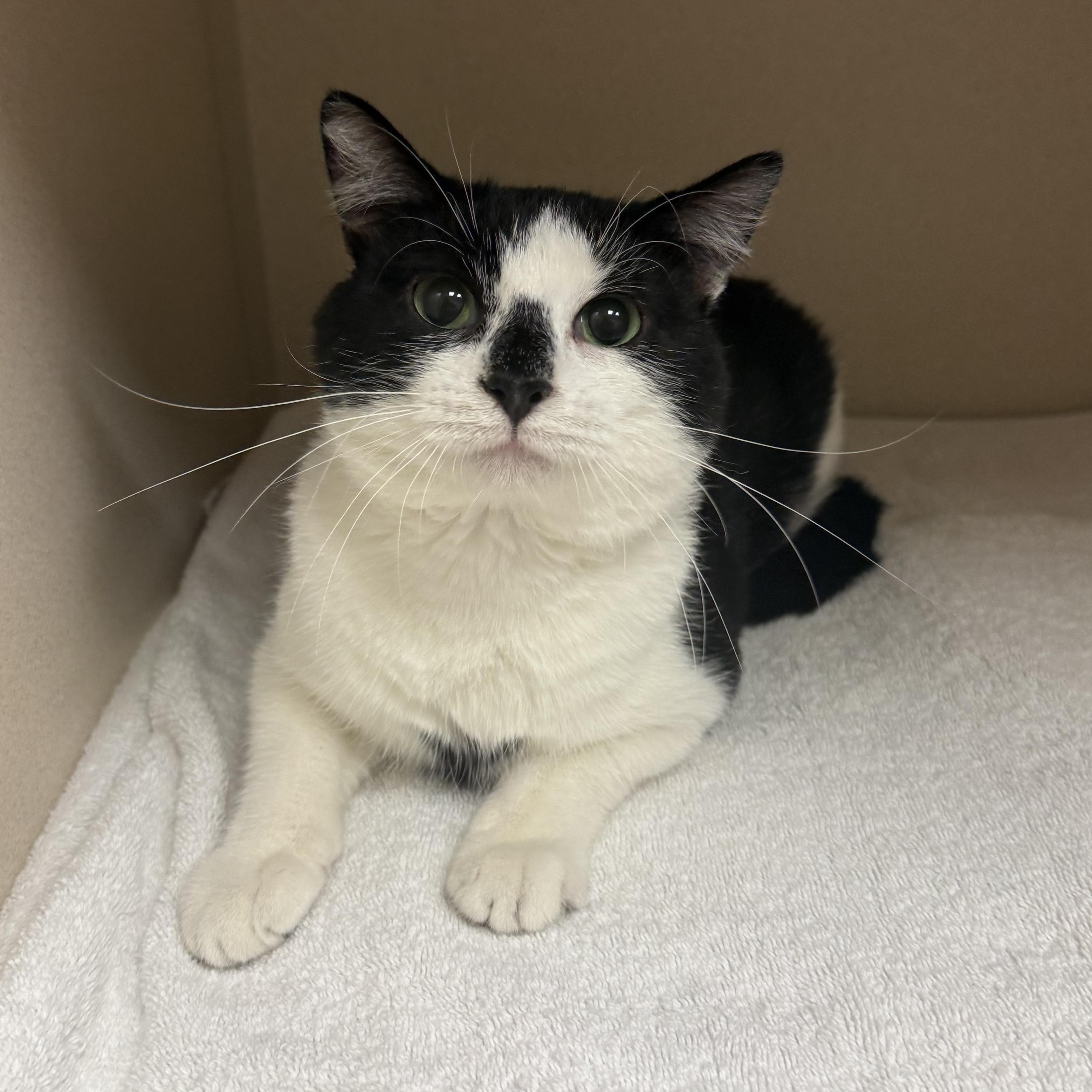 Guy, ADOPTABLE, Adult Male Domestic Short Hair.