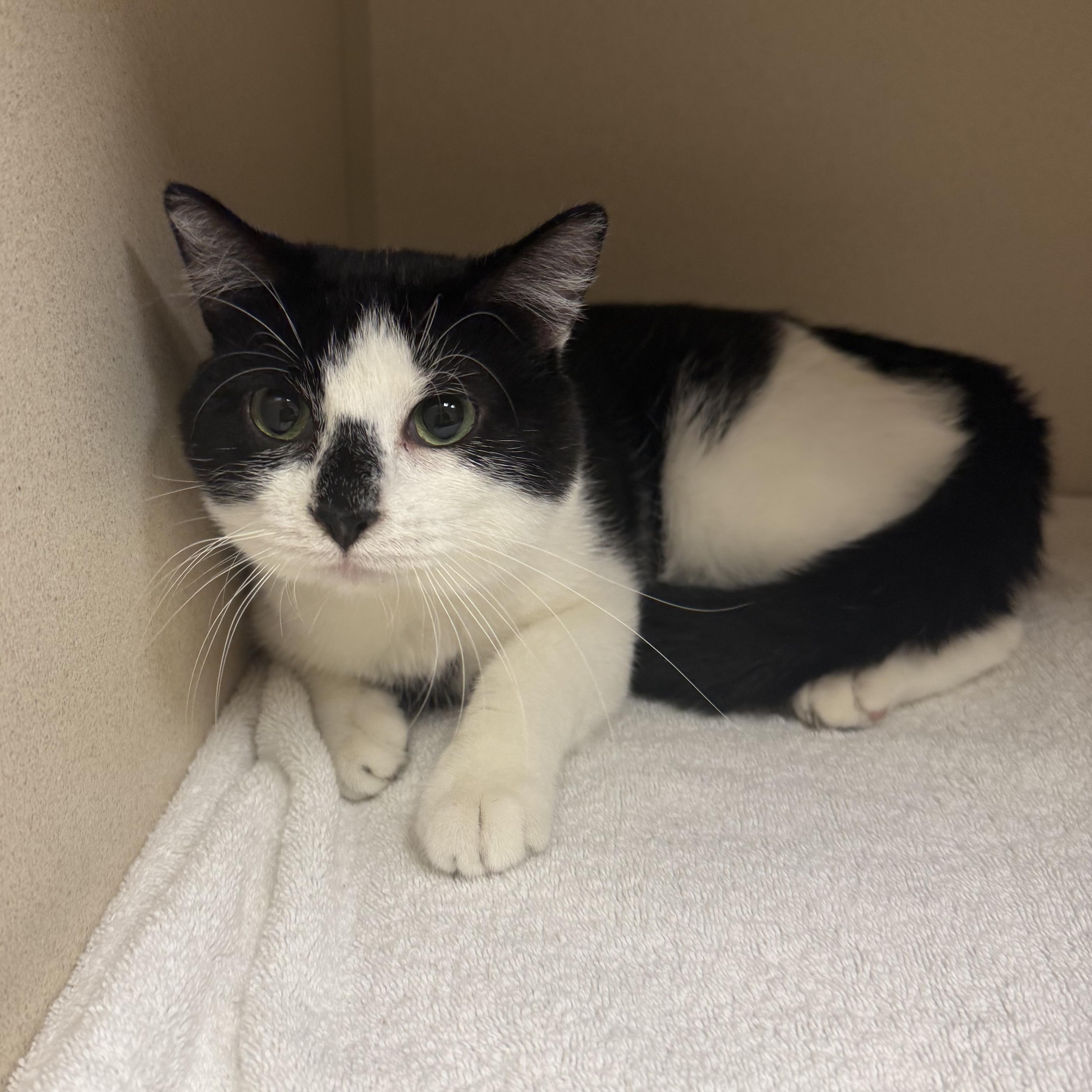 Enlarge Guy, a ADOPTABLE Domestic Short Hair in Kearney, NE image 2/2