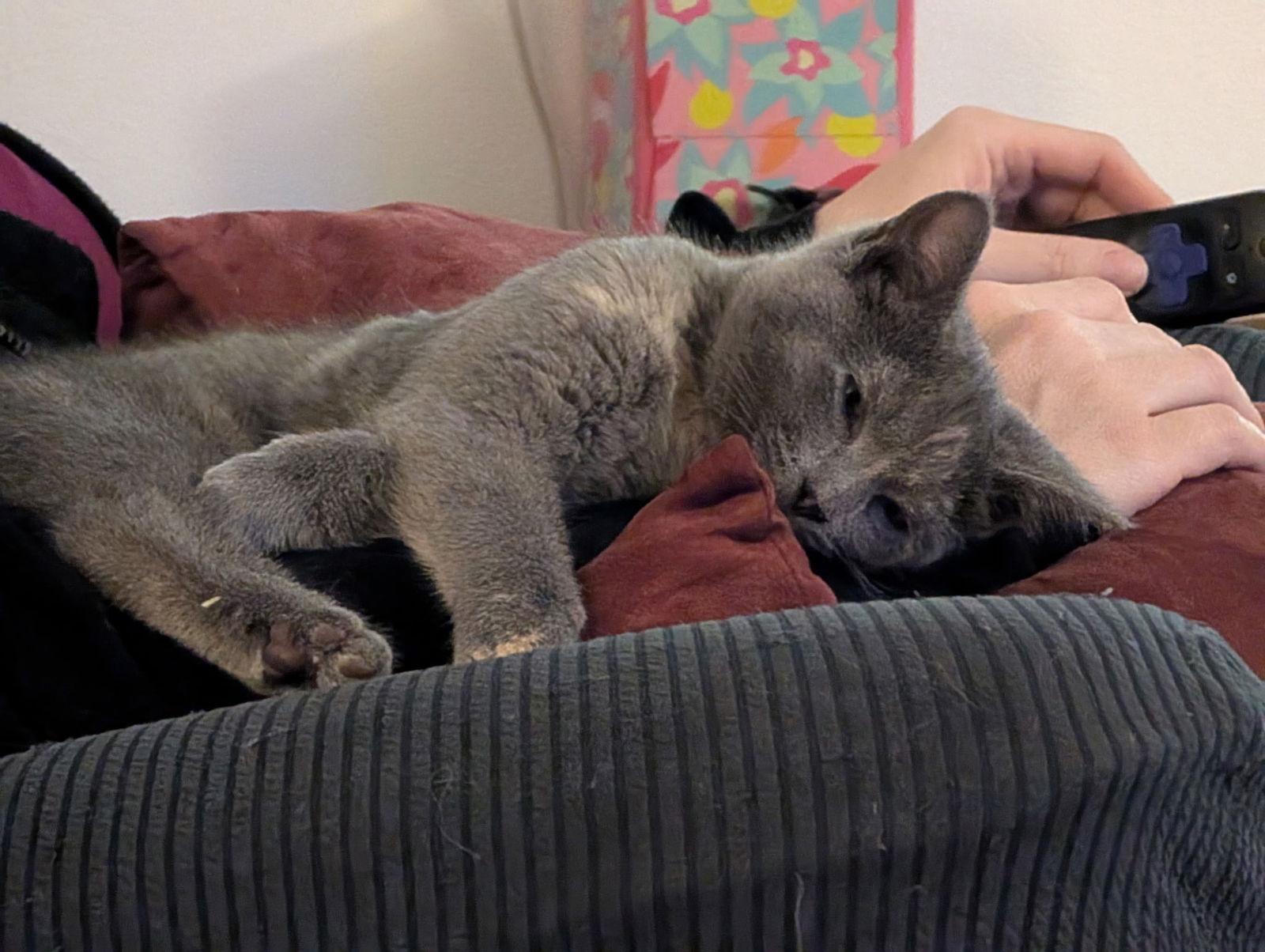 Dee, Adopted, Kitten Female Domestic Short Hair.