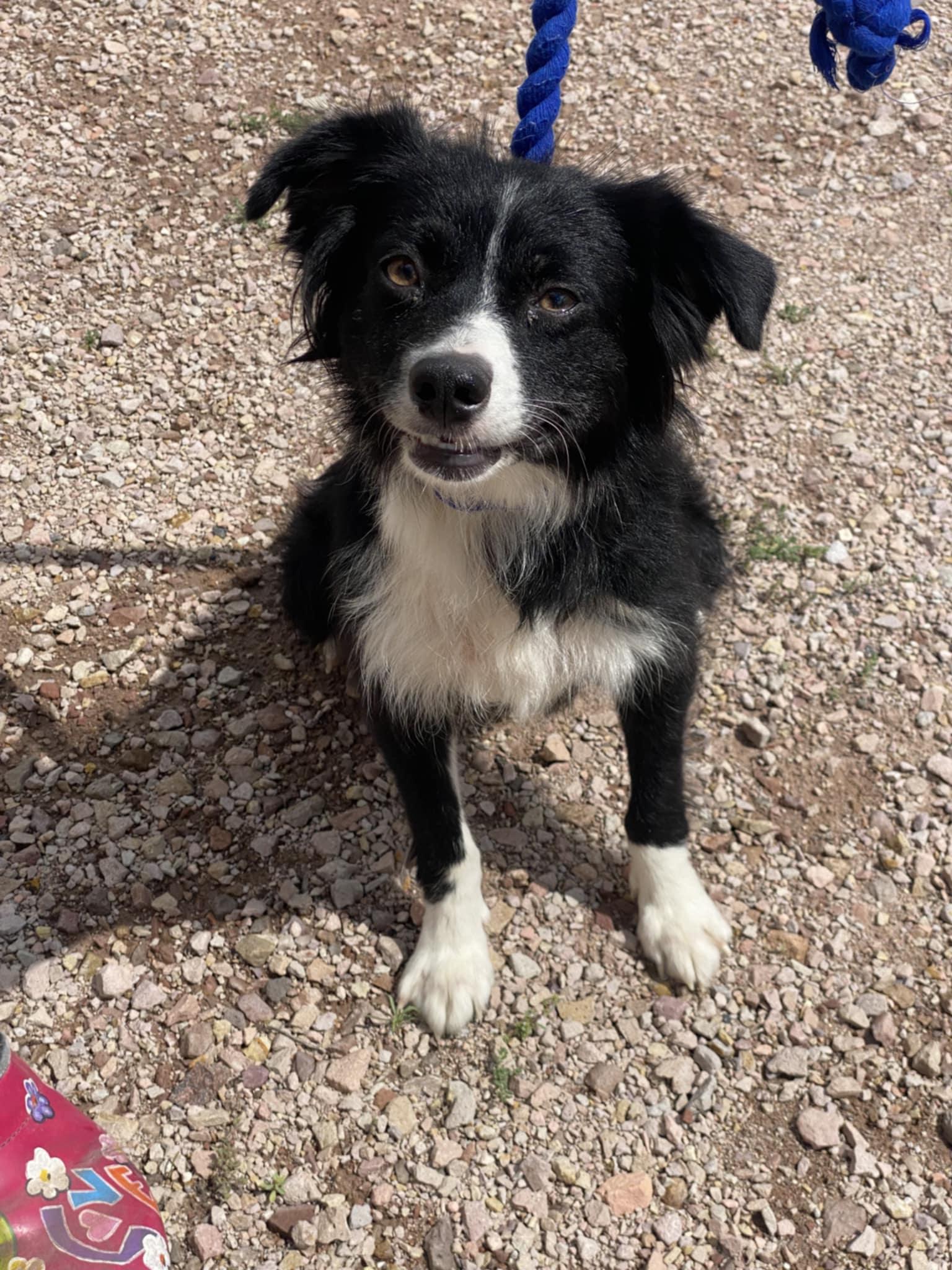 Millie, Adopted, Adult Female Australian Shepherd & Border Collie.