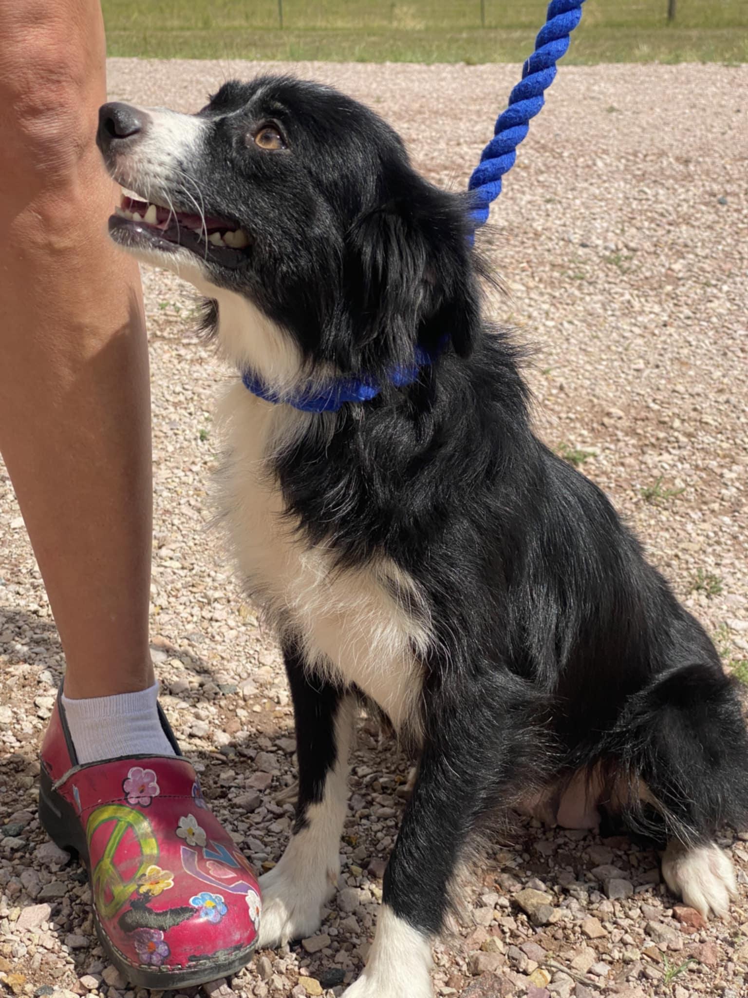 Enlarge Millie, a Adopted mixed breed in Castle Rock, CO image 2/3