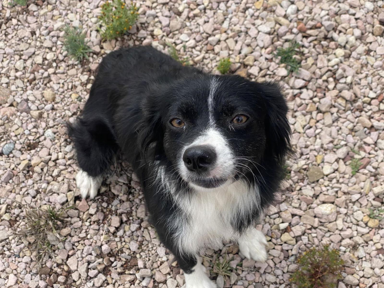 Enlarge Millie, a Adopted mixed breed in Castle Rock, CO image 3/3