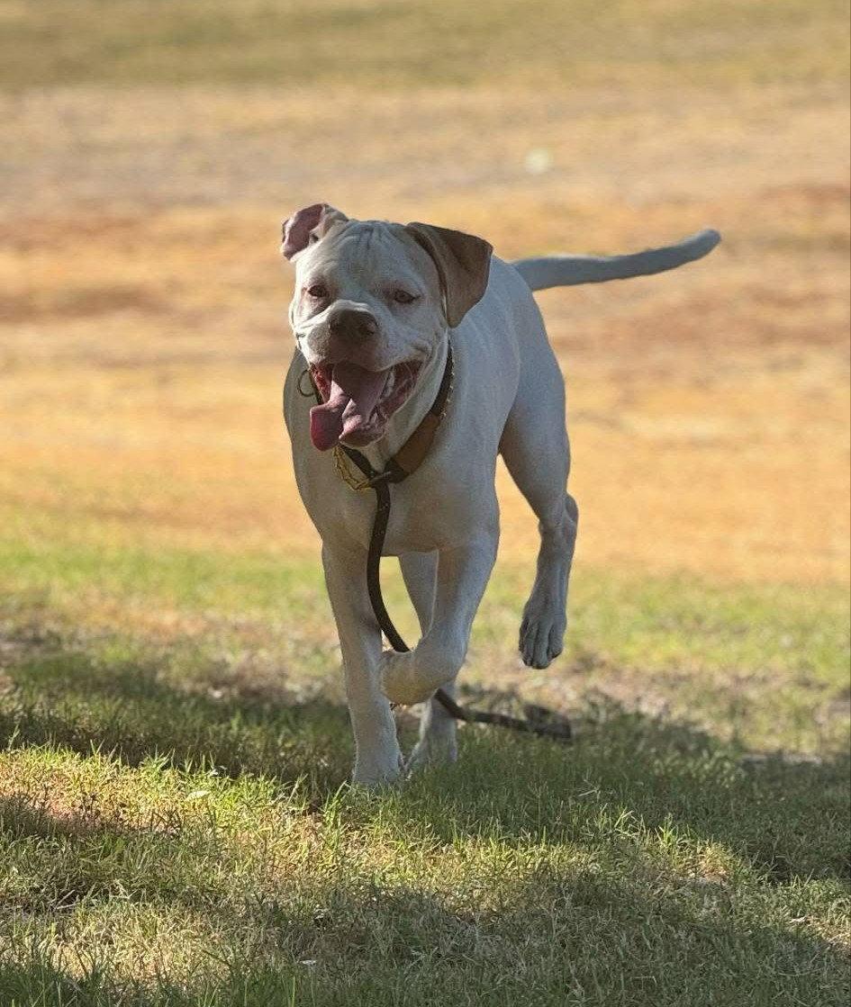 Chance, Adopted, Young Male Boxer.