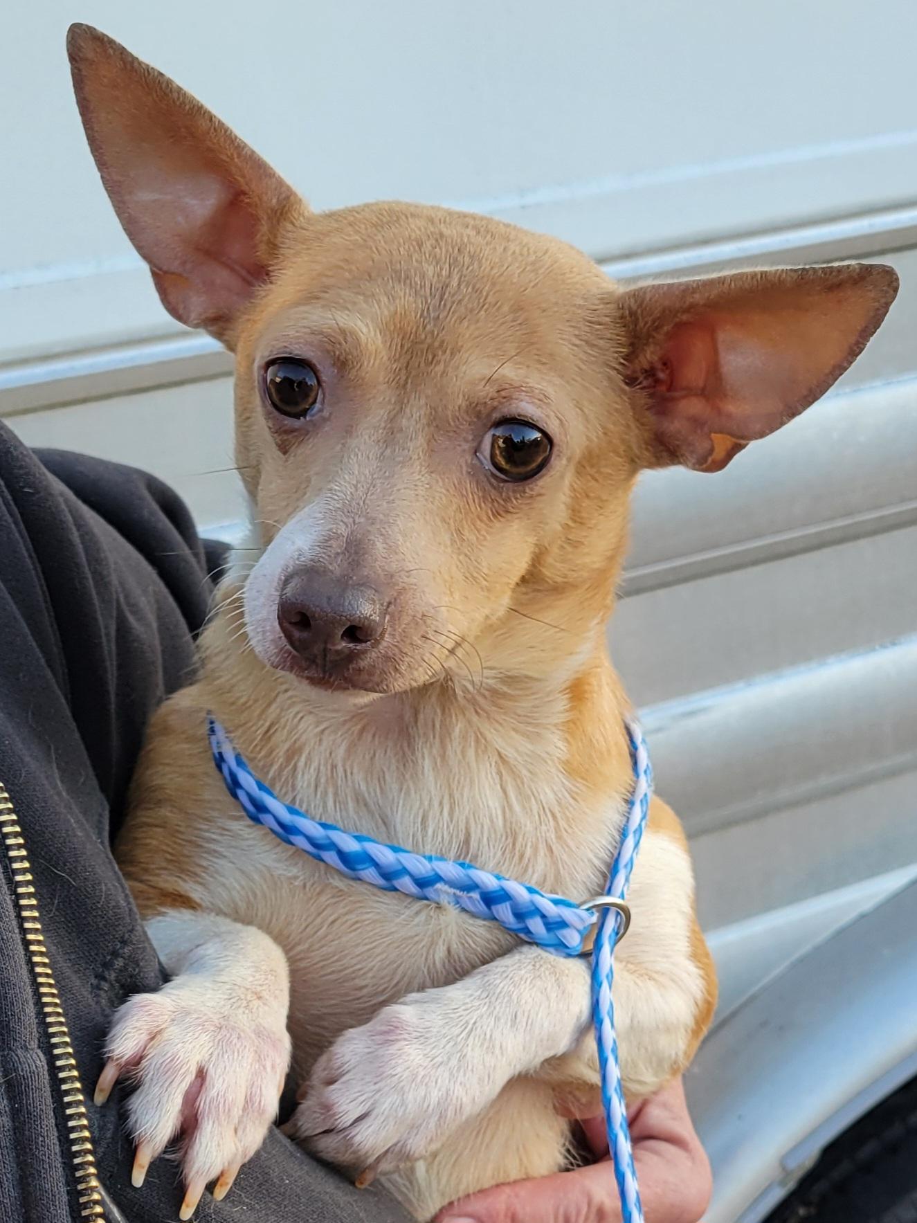 Colby, a Adoptable Chihuahua in Cambridge, MD image 1/2
