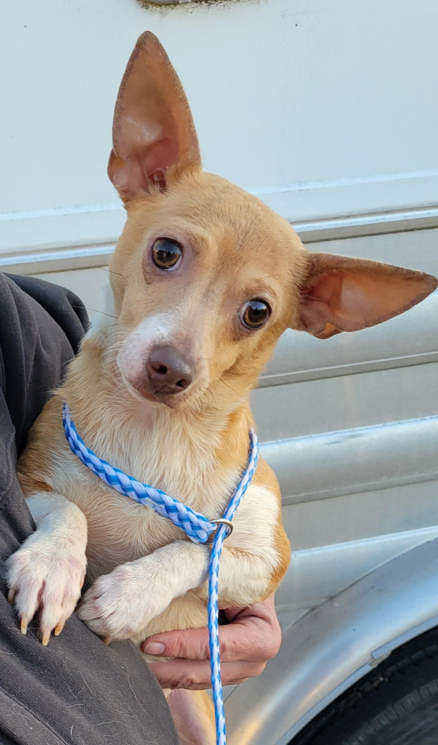 Colby, a Adoptable Chihuahua in Cambridge, MD image 2/2