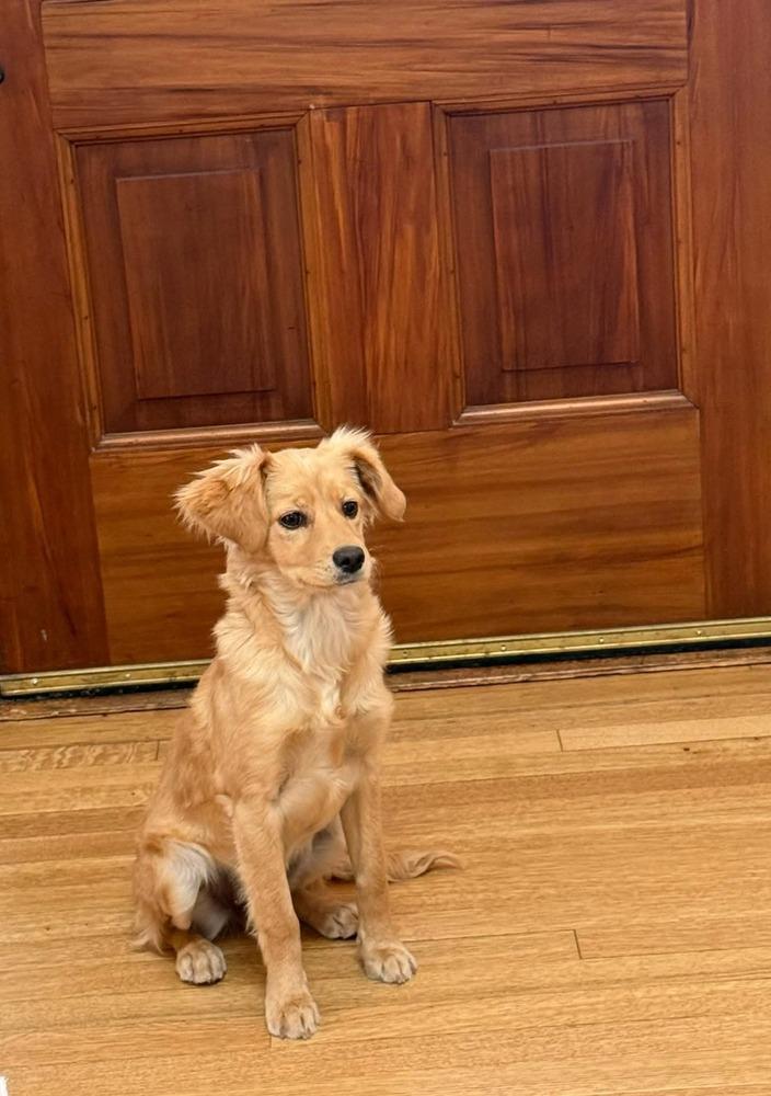 Enlarge Lula, a Adoptable mixed breed in Parker, CO image 1/6