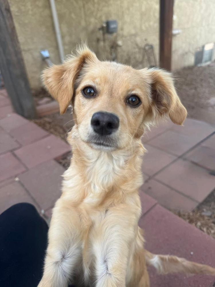 Enlarge Lula, a Adoptable mixed breed in Parker, CO image 4/6