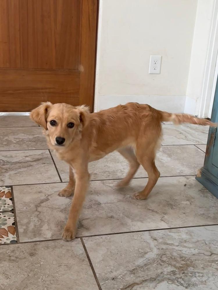 Enlarge Lula, a Adoptable mixed breed in Parker, CO image 6/6