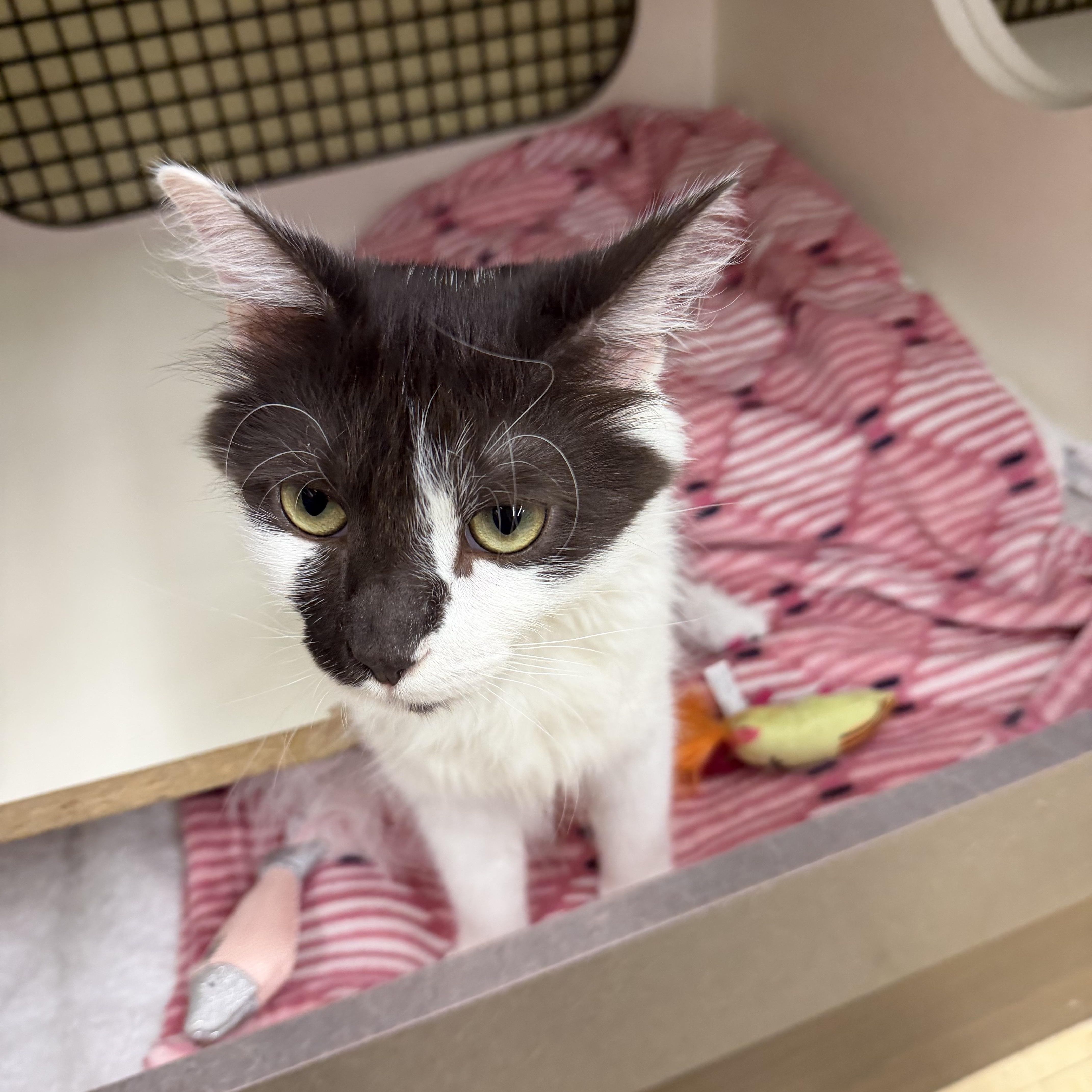 Enlarge Aurora, an adopted Domestic Medium Hair in North East, MD image 4/4