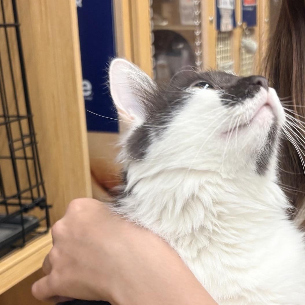 Enlarge Aurora, an adopted Domestic Medium Hair in North East, MD image 2/4