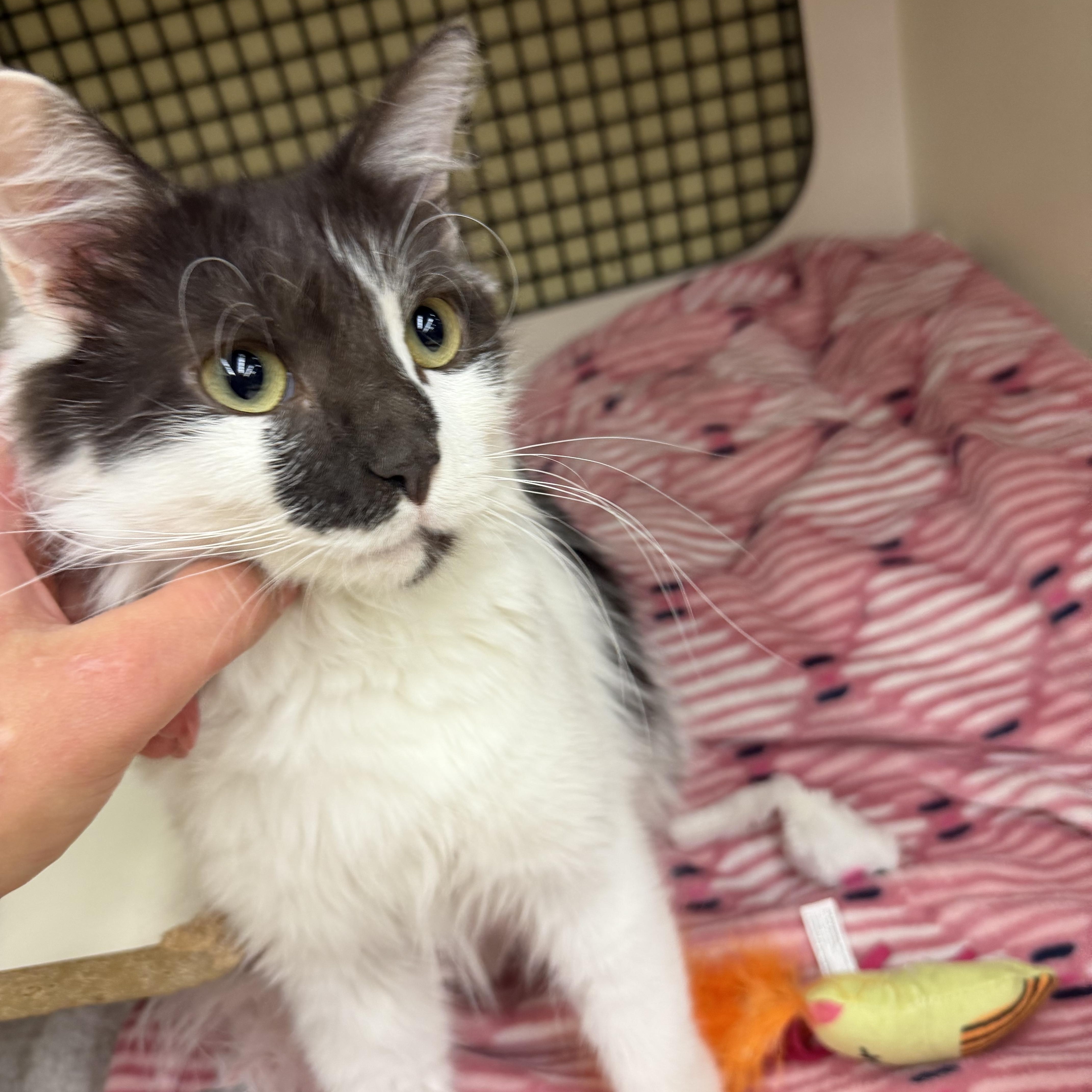 Enlarge Aurora, an adopted Domestic Medium Hair in North East, MD image 3/4