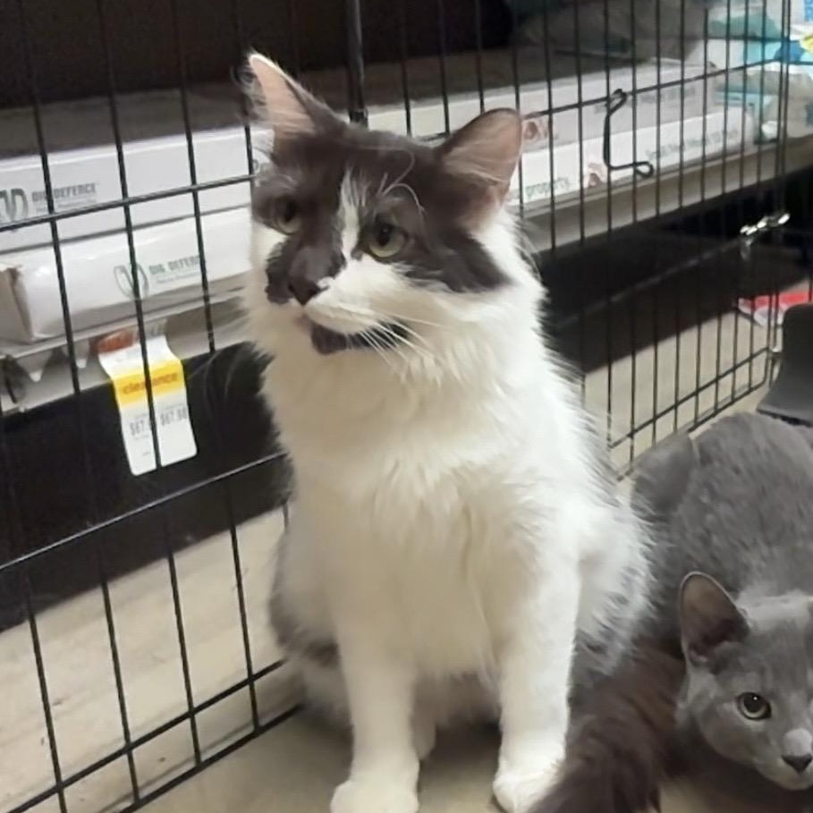 Aurora, adopted, Adult Female Domestic Medium Hair.