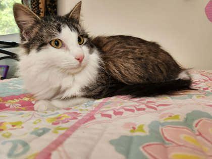 Puffin, Adoptable, Young Male Domestic Medium Hair & Domestic Short Hair.