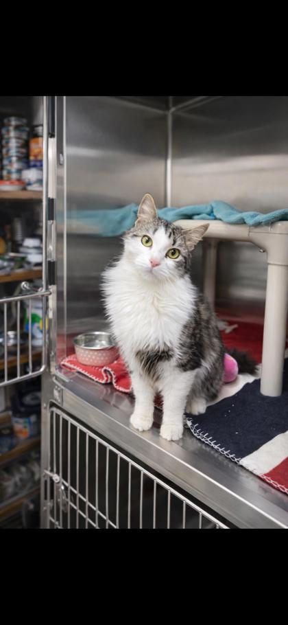 Enlarge Puffin, a Adoptable mixed breed in Wilkesboro, NC image 1/3