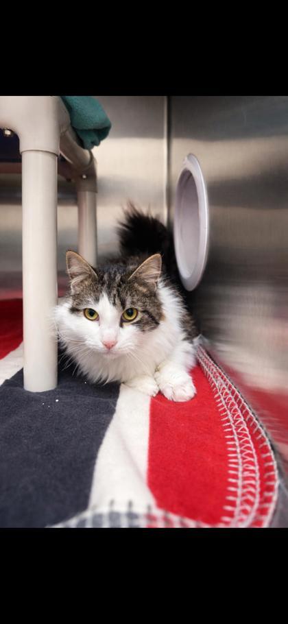 Enlarge Puffin, a Adoptable mixed breed in Wilkesboro, NC image 2/3