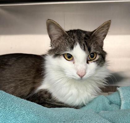 Enlarge Puffin, a Adoptable mixed breed in Wilkesboro, NC image 3/3