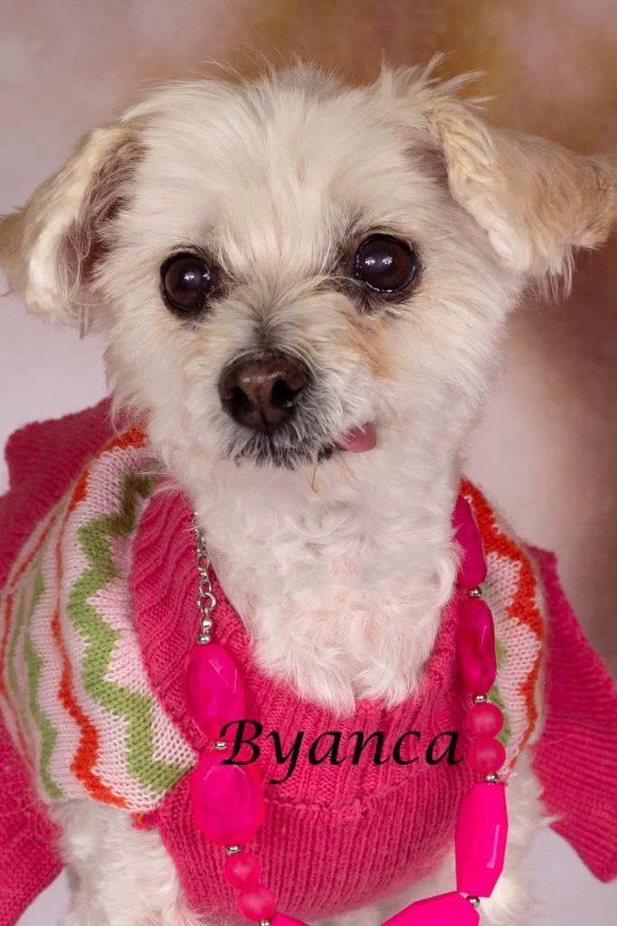 Byanca, Adoptable, Senior Female Maltese & Shepherd.