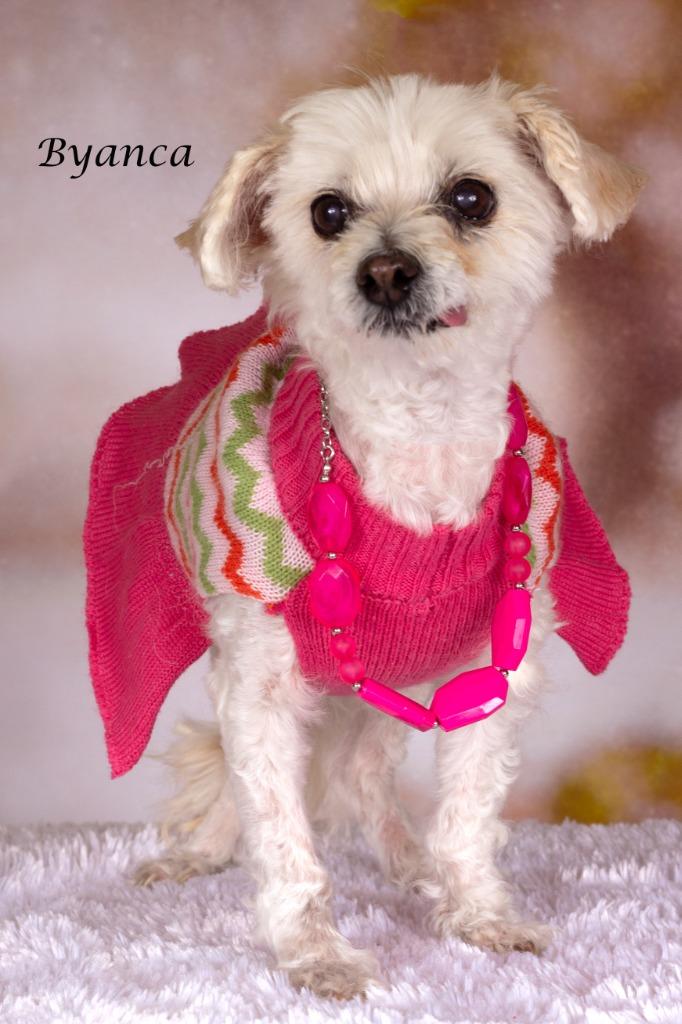 Enlarge Byanca, a Adoptable mixed breed in Gilbert, AZ image 2/2