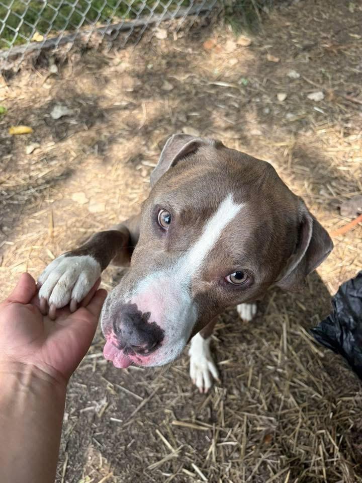 Kadeidra, a ADOPTABLE Pit Bull Terrier in Chicago, IL image 4/5