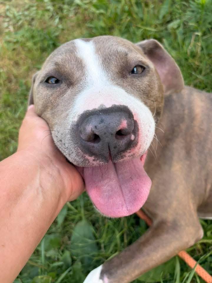 Kadeidra, ADOPTABLE, Adult Female Pit Bull Terrier.