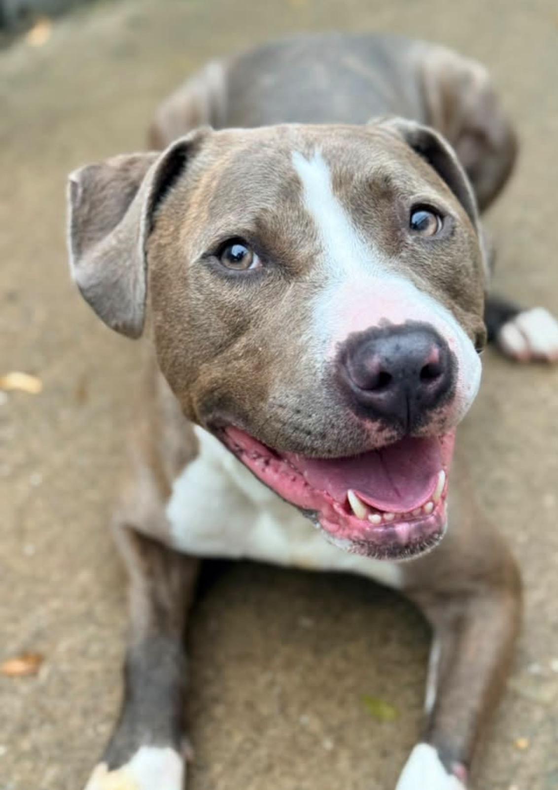 Kadeidra, a ADOPTABLE Pit Bull Terrier in Chicago, IL image 2/5
