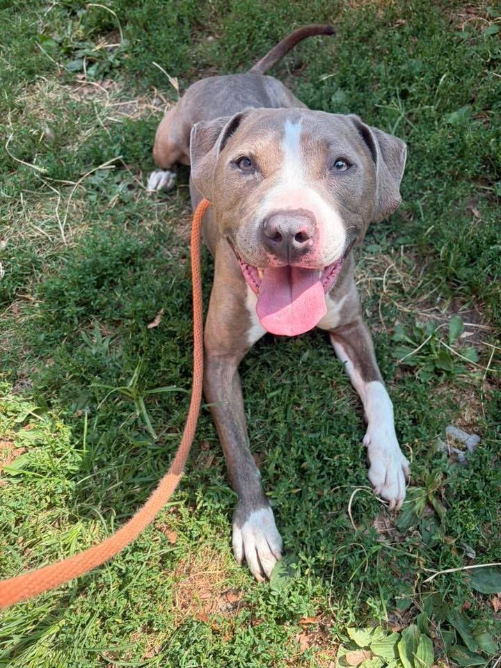 Kadeidra, a ADOPTABLE Pit Bull Terrier in Chicago, IL image 3/5