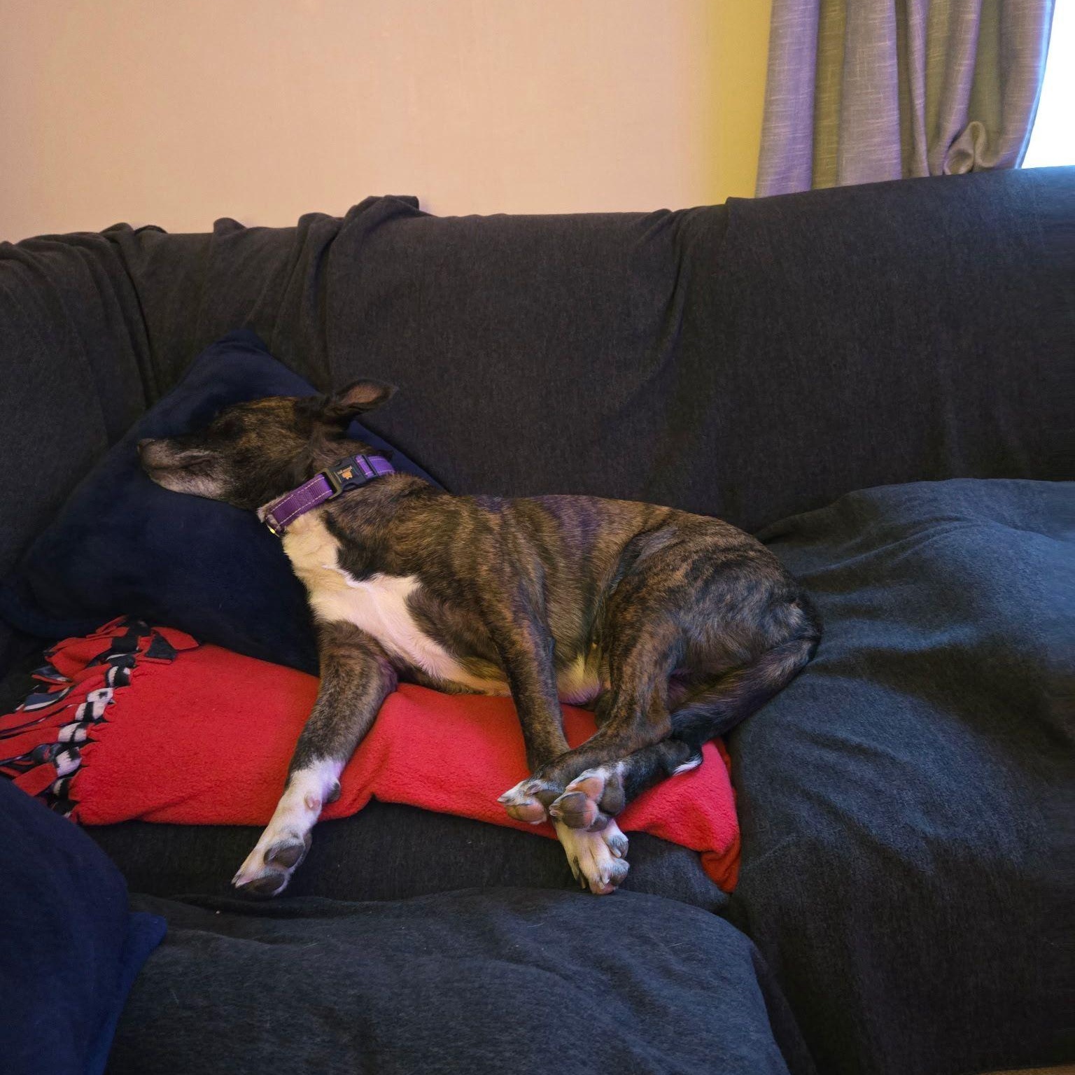 Lady, a Adoptable mixed breed in Saugus, MA image 5/6