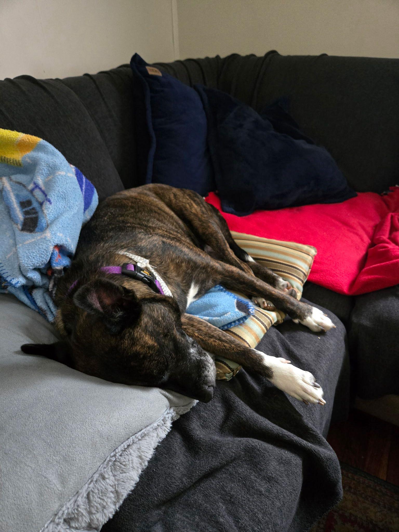 Lady, a Adoptable mixed breed in Saugus, MA image 1/6