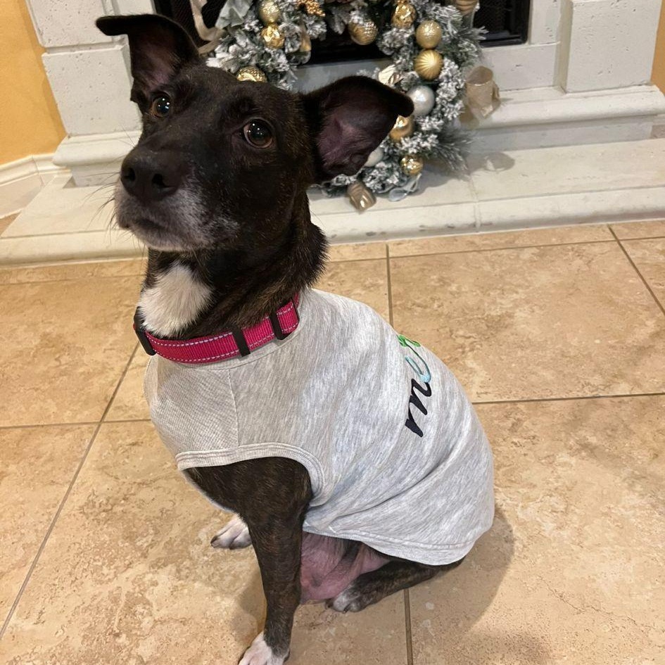 Lady, a Adoptable mixed breed in Saugus, MA image 4/6