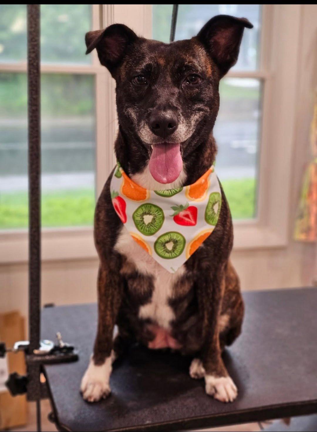 Lady, a Adoptable mixed breed in Saugus, MA image 2/6