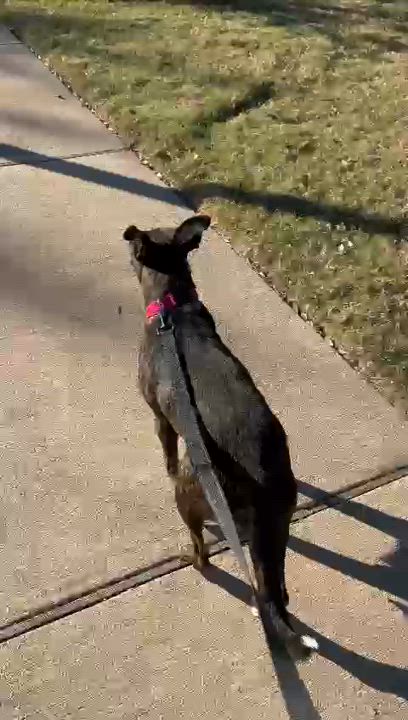 Enlarge Lady, a Adoptable mixed breed in Saugus, MA video 3/6