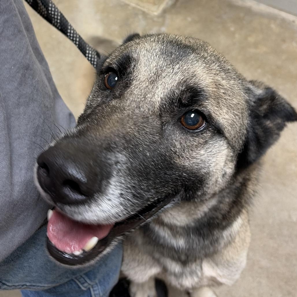 Enlarge Badger, a Adoptable German Shepherd Dog in Palestine, TX image 1/2