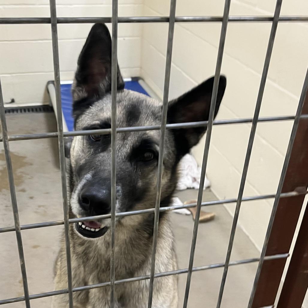 Enlarge Badger, a Adoptable German Shepherd Dog in Palestine, TX image 2/2