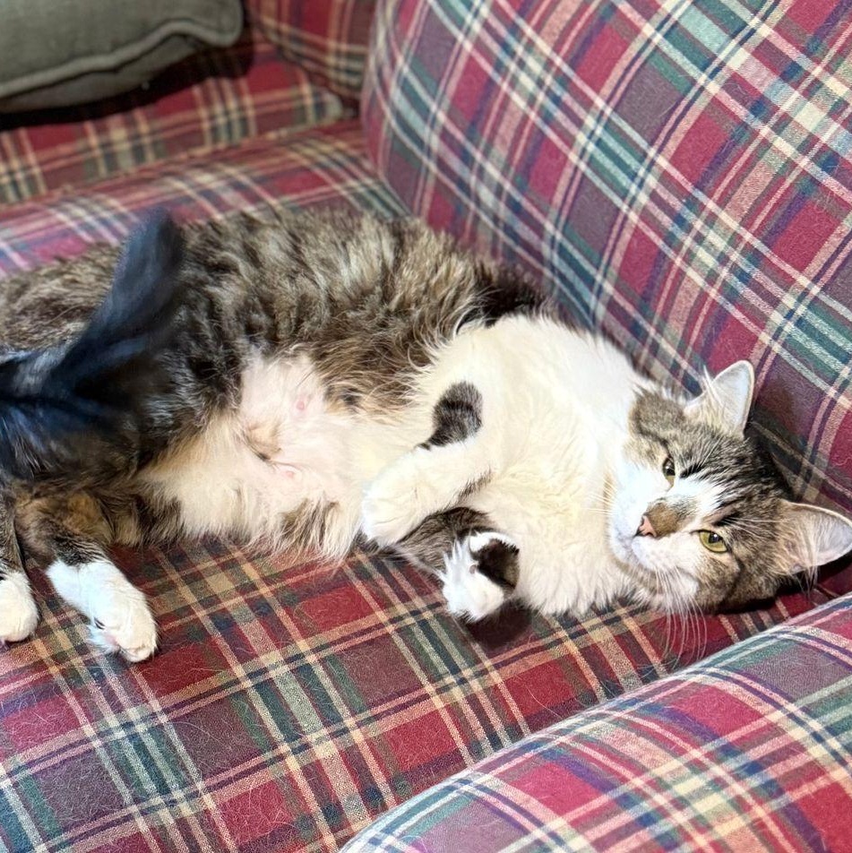 Sparkles Domestic Medium Hair Cat