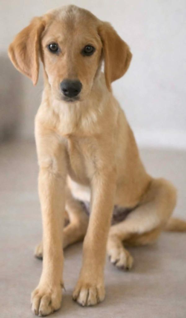 Payton, Adopted, Puppy Female Labrador Retriever & Golden Retriever.