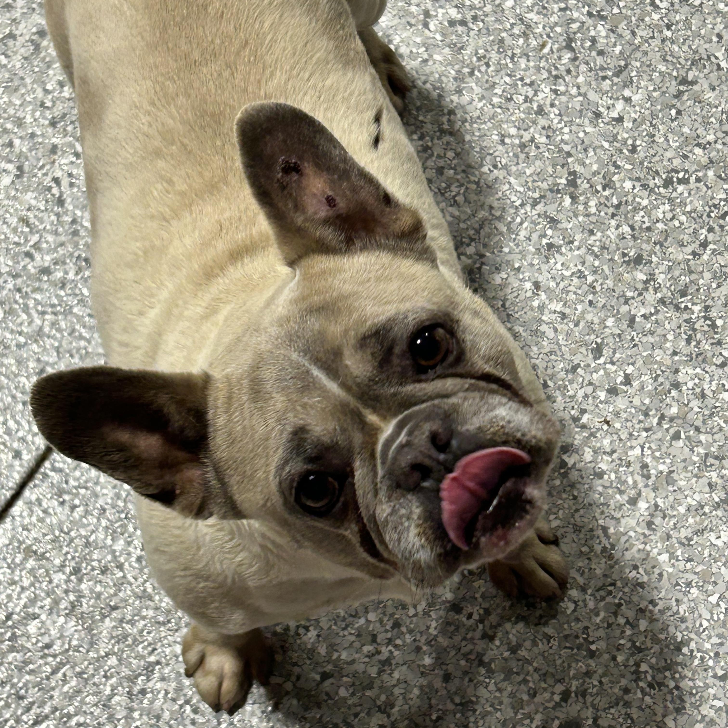 Ginger, adoptable, Adult Female French Bulldog.