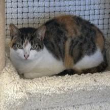 Hazel, Adoptable, Young Female Domestic Short Hair.