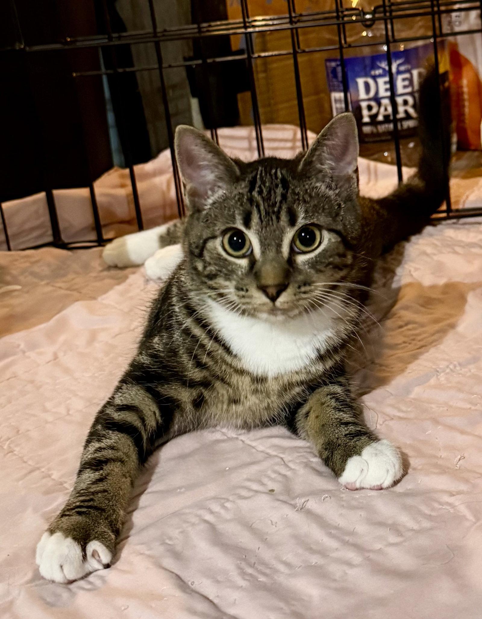 Birria, Adoptable, Kitten Female Tabby & Domestic Short Hair.