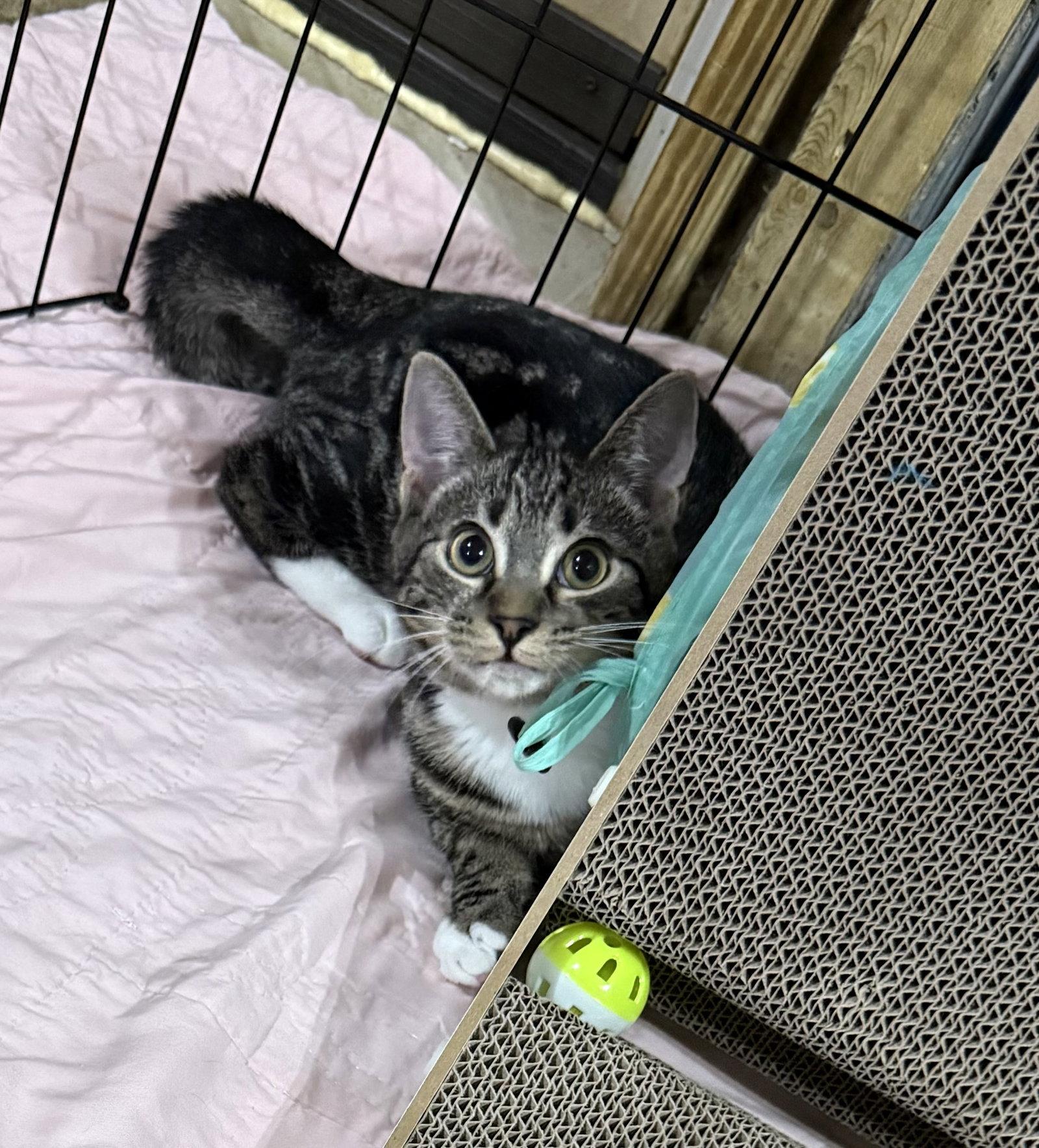 Enlarge Birria, a Adoptable mixed breed in Spring City, PA image 3/3