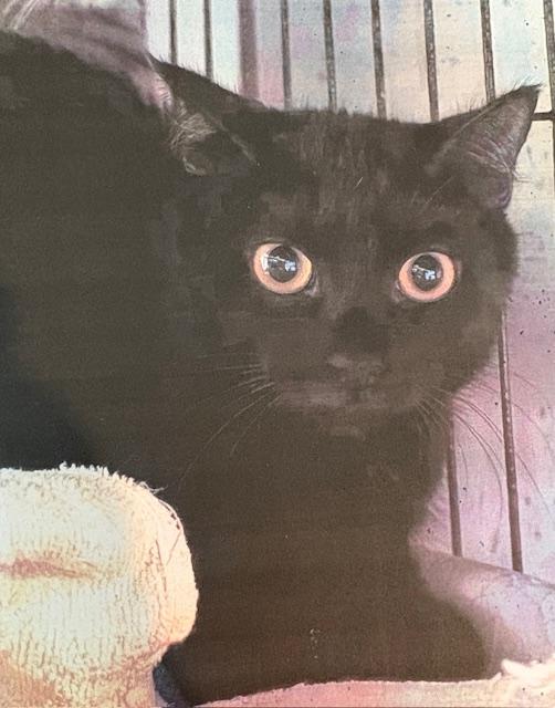 Enlarge Dunkin', a Adoptable Domestic Short Hair in Porter, TX image 1/1