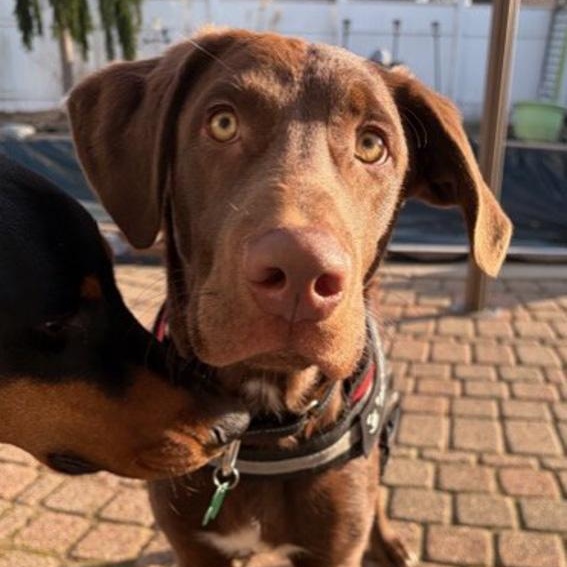 Enlarge Cadbury, an adopted mixed breed in Toledo, OH image 3/3