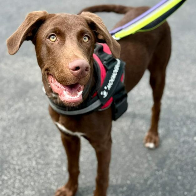 Enlarge Cadbury, an adopted mixed breed in Toledo, OH image 1/3