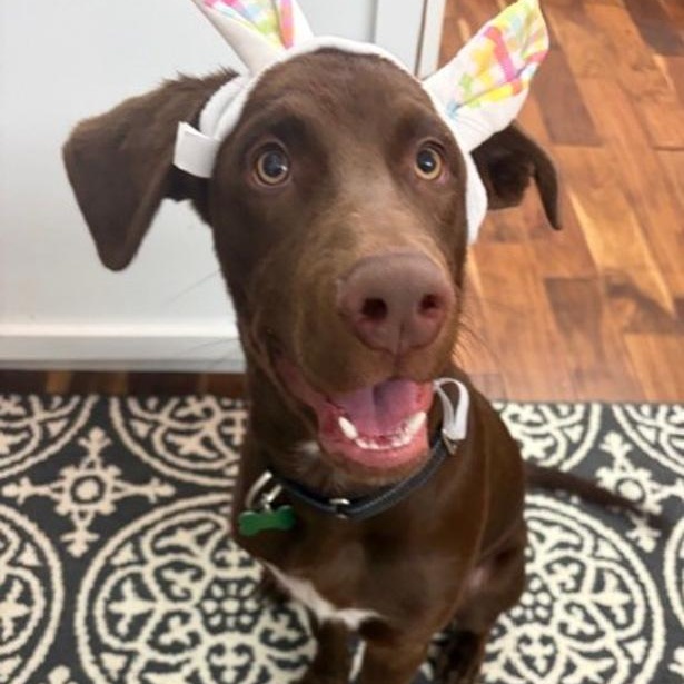 Enlarge Cadbury, an adopted mixed breed in Toledo, OH image 2/3