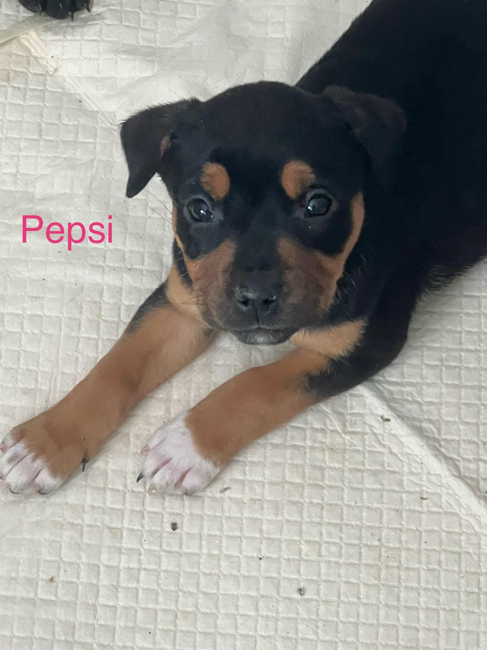 Enlarge Pepsi, a ADOPTABLE mixed breed in Davisburg, MI image 2/2
