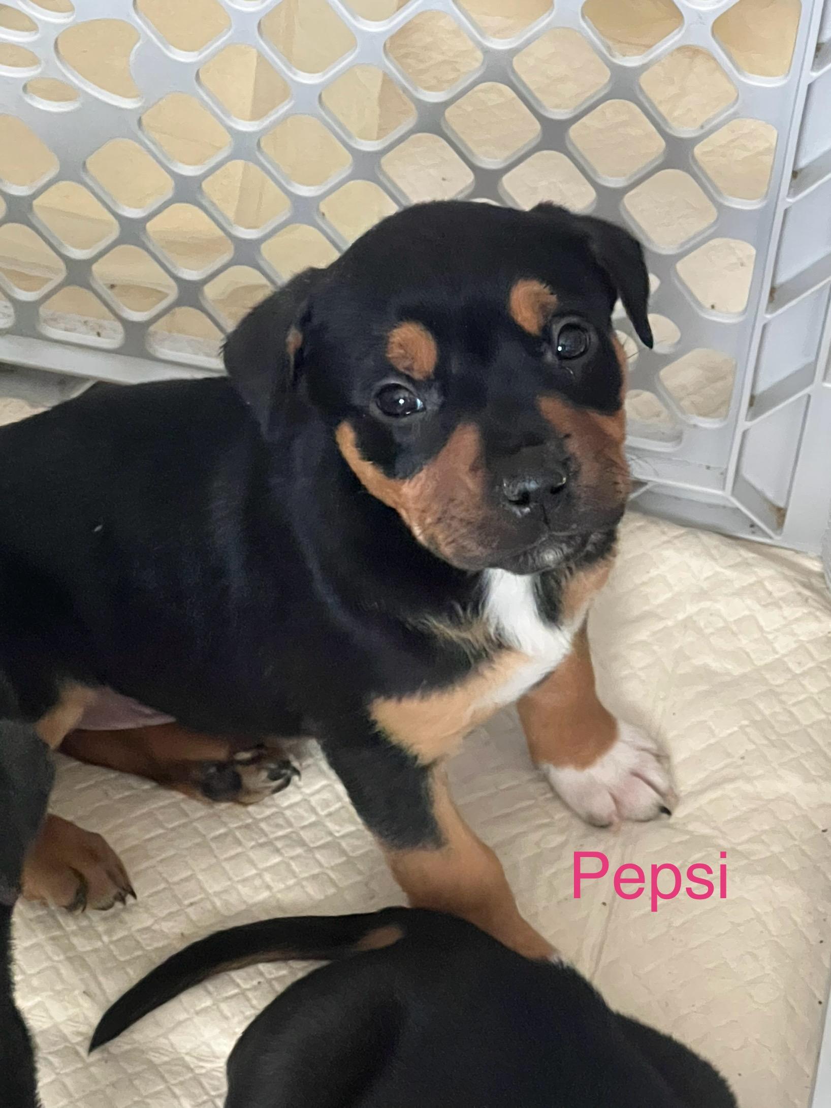 Pepsi, ADOPTABLE, Puppy Female Mixed Breed & Rottweiler.